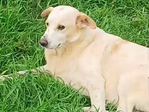 Adotta un cane, femmina, 7 anni e 2 mesi, Mantova