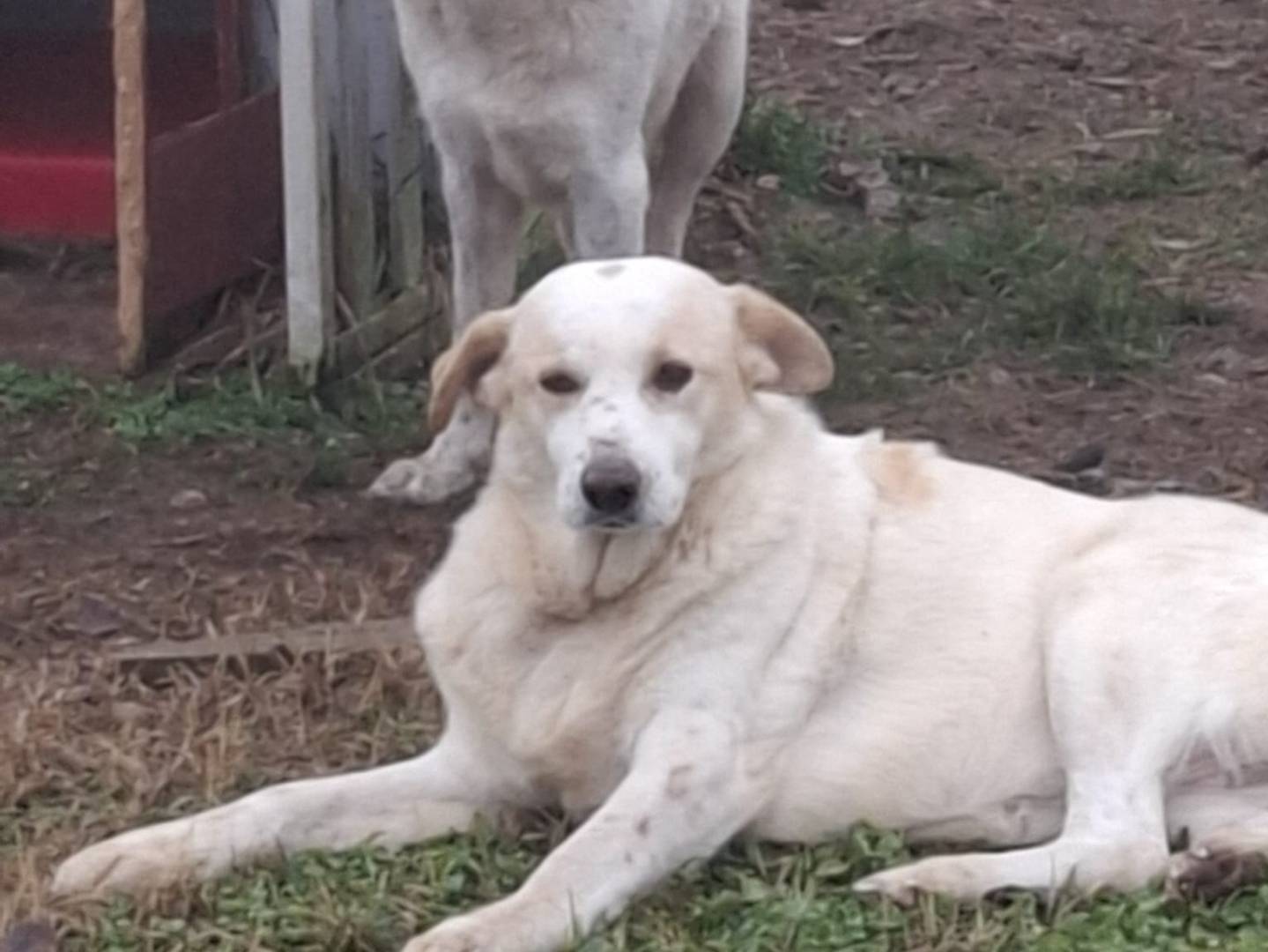 Vuoi adottare un cane a Mantova?