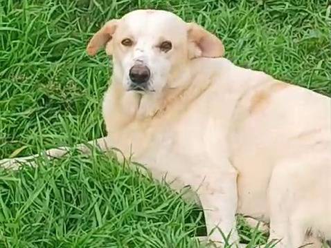 Adotta il cane Snoopa a Mantova