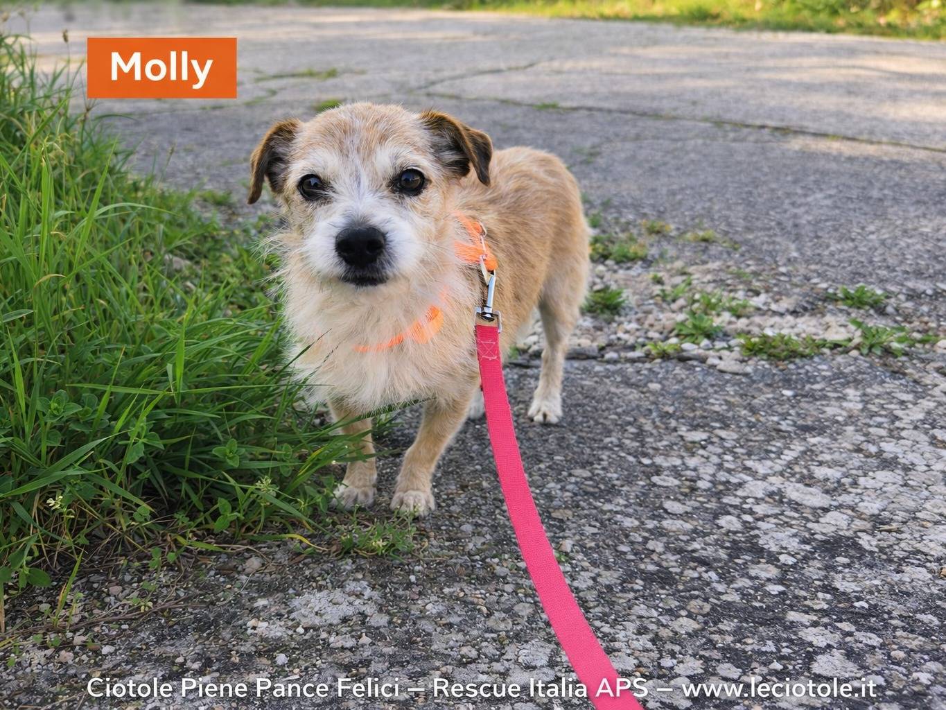 Adozione cane, femmina, Razza sconosciuta Razza sconosciuta, 10 anni e 7 mesi, taglia piccola, Avellino