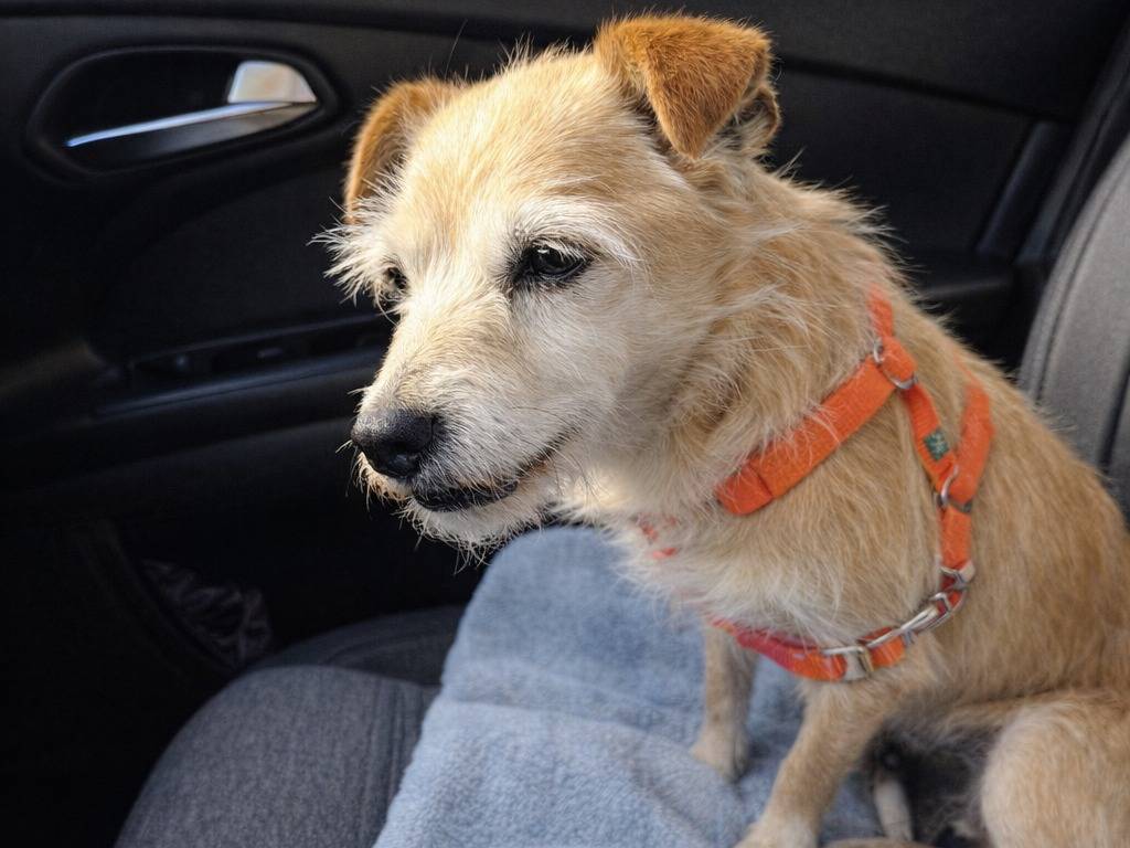 Adotta un cane, femmina, 10 anni e 7 mesi, Avellino