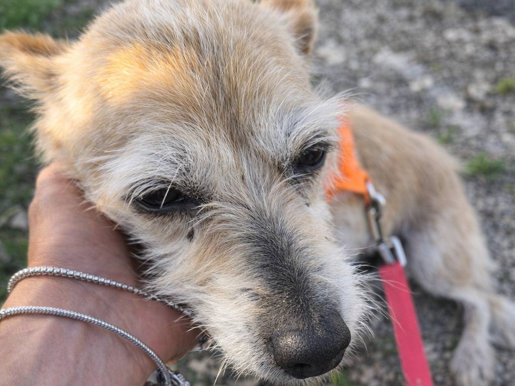 Adotta un cane, taglia piccola, femmina, Avellino