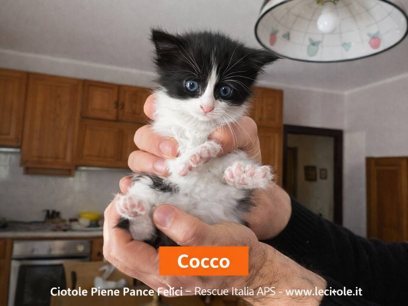 Adozione gatto, maschio, Razza sconosciuta Razza sconosciuta, 2 mesi, taglia non valida, Catania