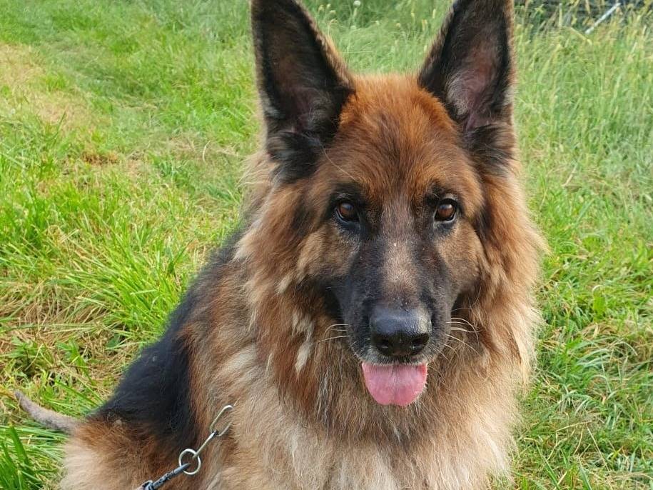 Adozione cane, maschio, Razza sconosciuta Razza sconosciuta, 11 anni, taglia gigante, Milano
