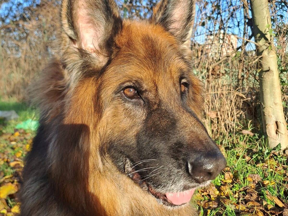 Adotta un cane, maschio, 11 anni, Milano