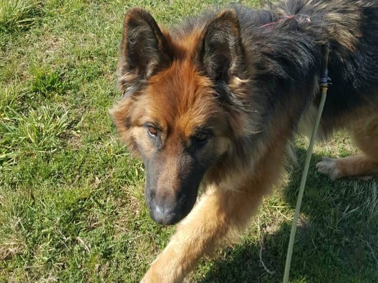 Adotta un cane, taglia gigante, maschio, Milano