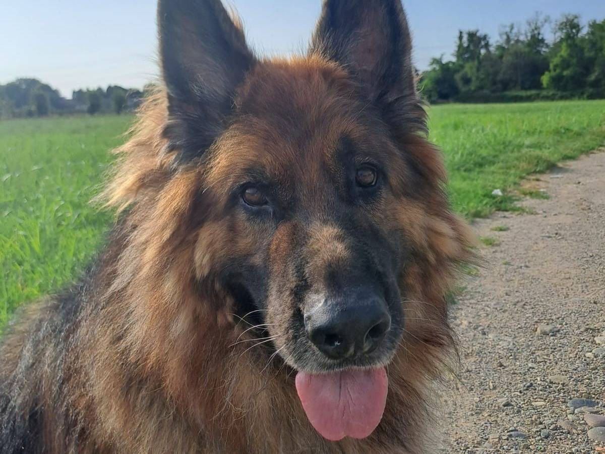 Adotta il cane Maxx a Milano