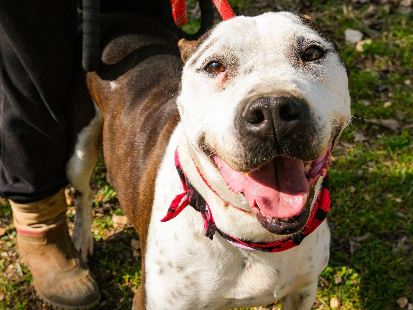 Vuoi adottare un cane a Bari?