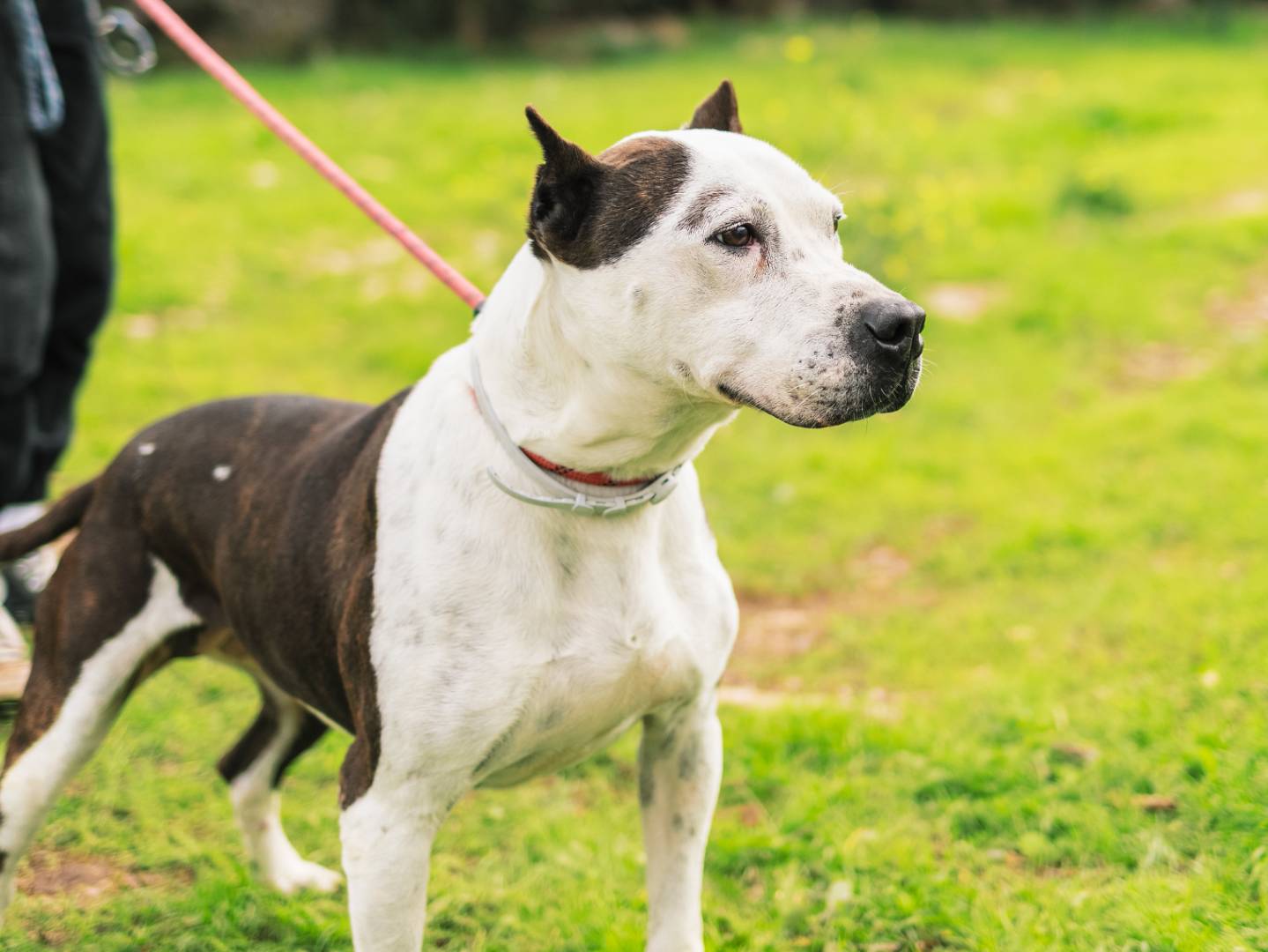 Adotta il cane Futura  a Bari