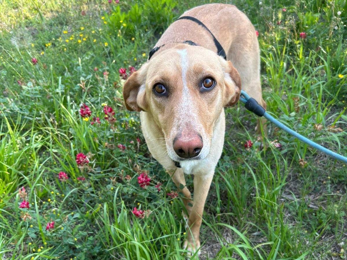 Adozione cane, femmina, Segugio Labrador Retriever, 3 anni e 3 mesi, taglia media, Catanzaro