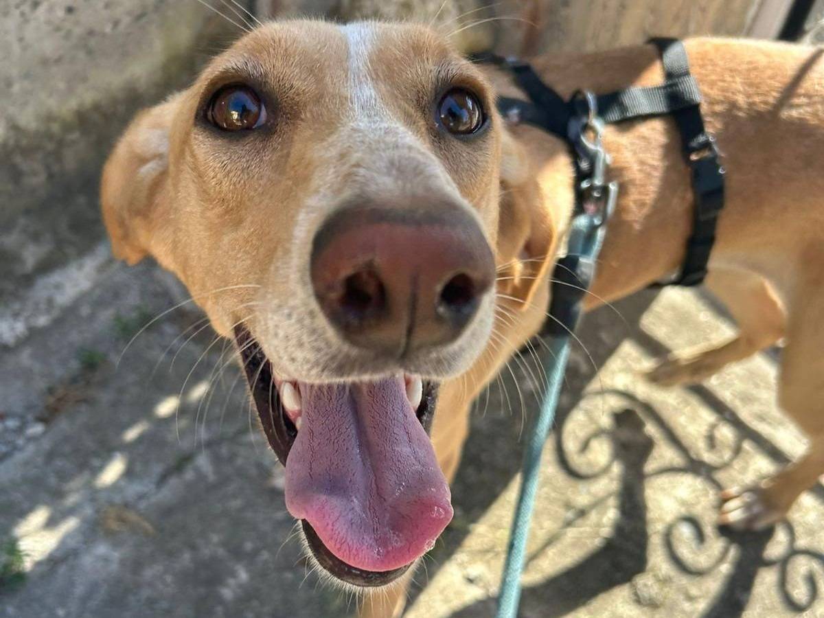 Adotta un cane, femmina, 3 anni e 3 mesi, Catanzaro