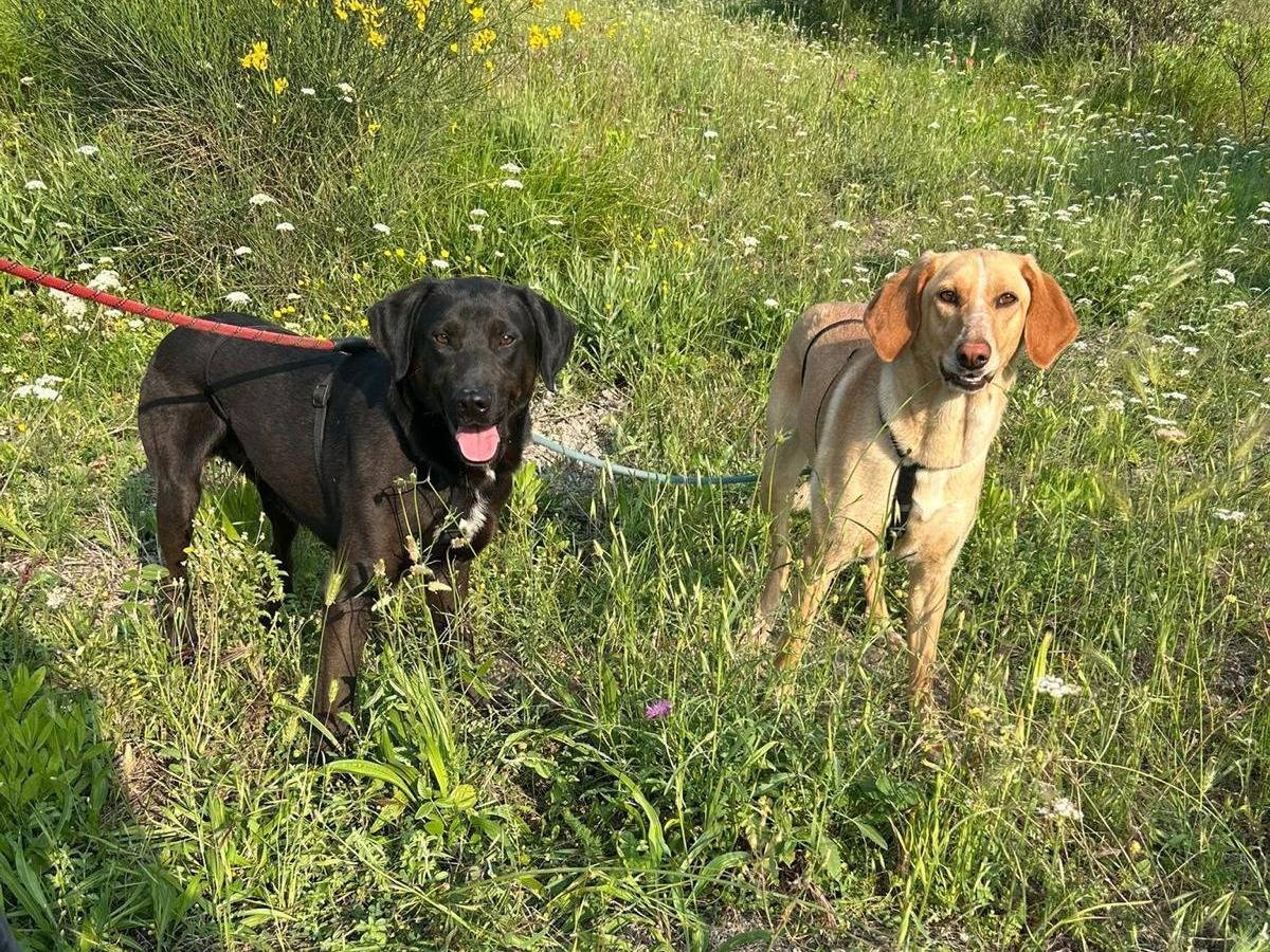Adotta un cane, taglia media, femmina, Catanzaro