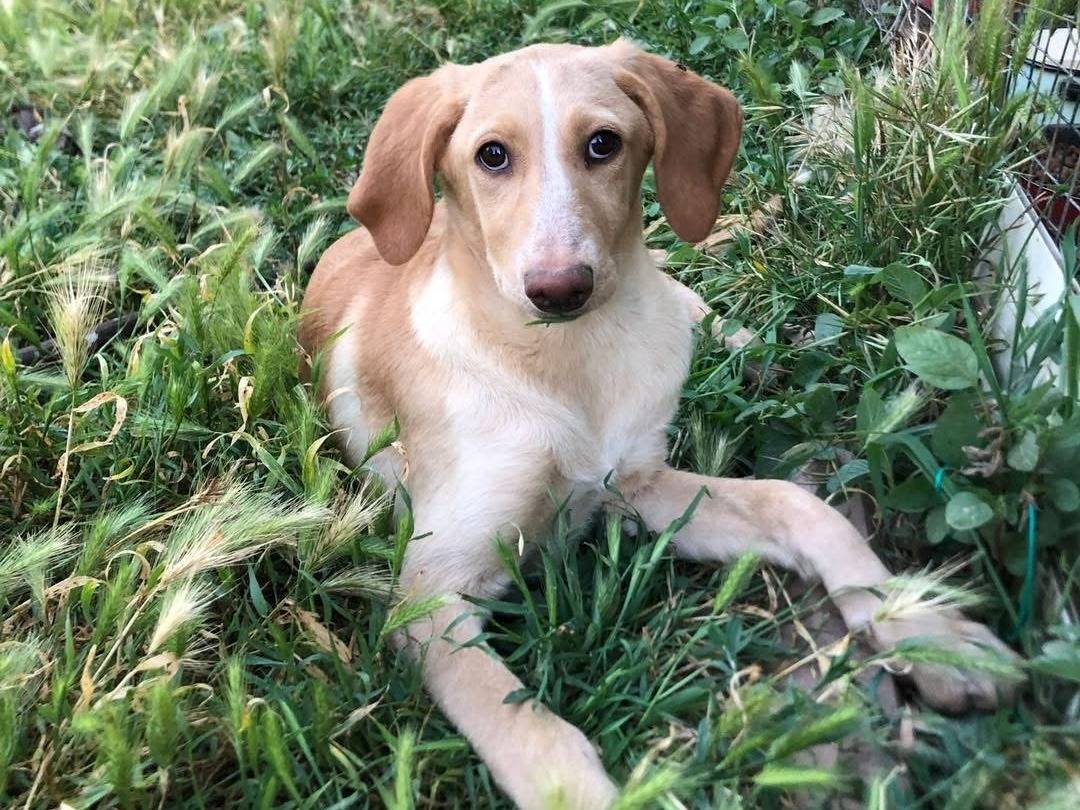 Vuoi adottare un cane a Catanzaro?