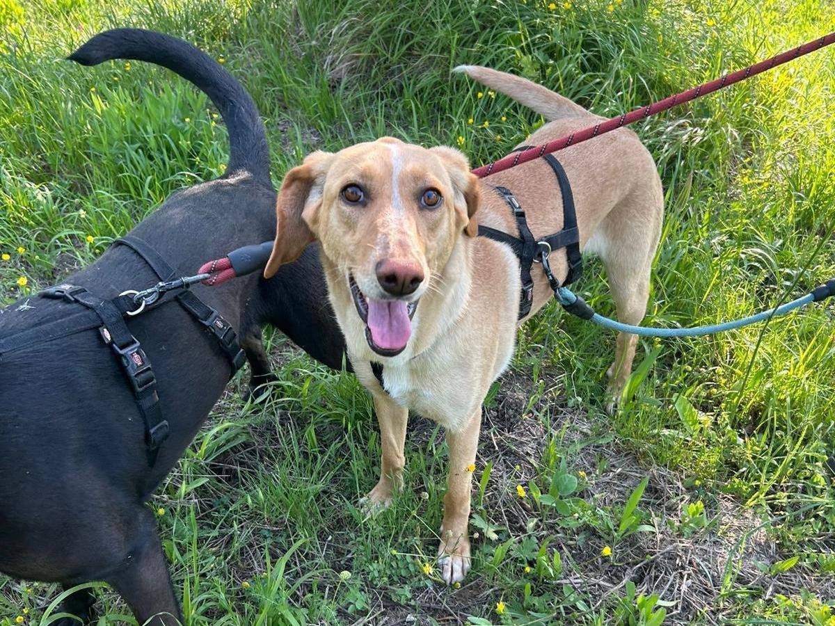 Adotta il cane Rosy a Catanzaro