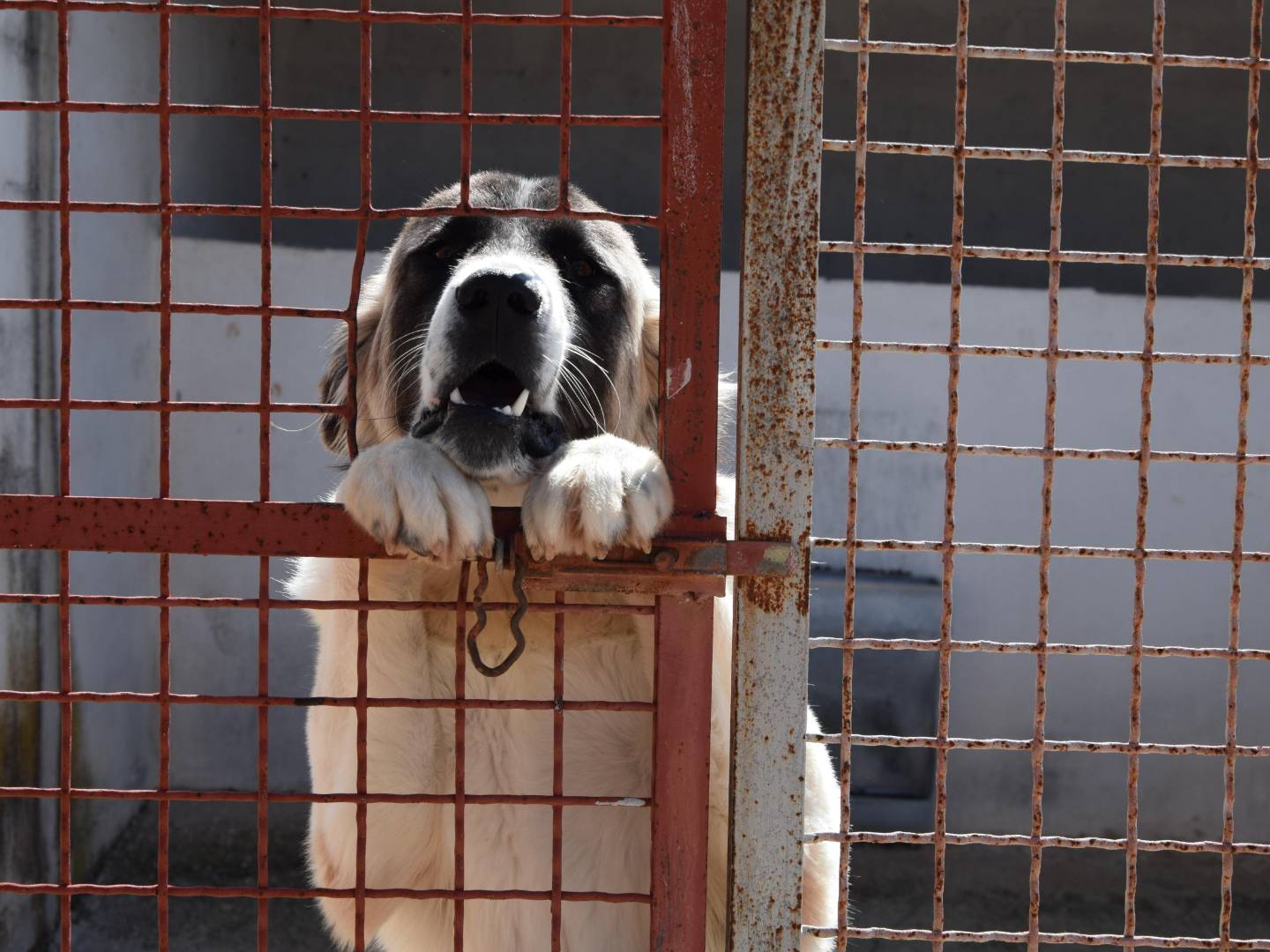 Adozione cane, maschio, Razza sconosciuta Razza sconosciuta, 9 mesi, taglia gigante, Bari