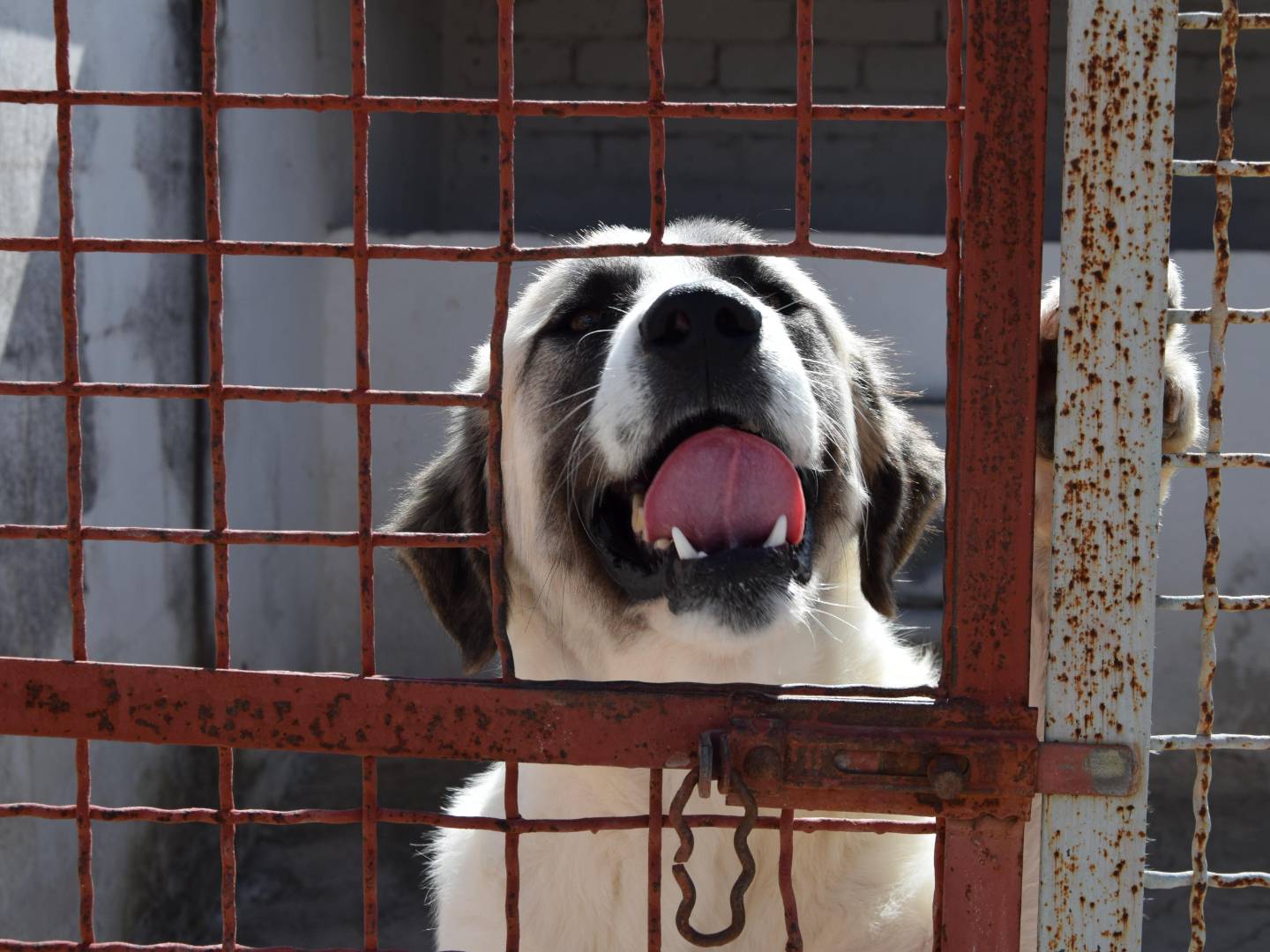 Adotta un cane, maschio, 9 mesi, Bari