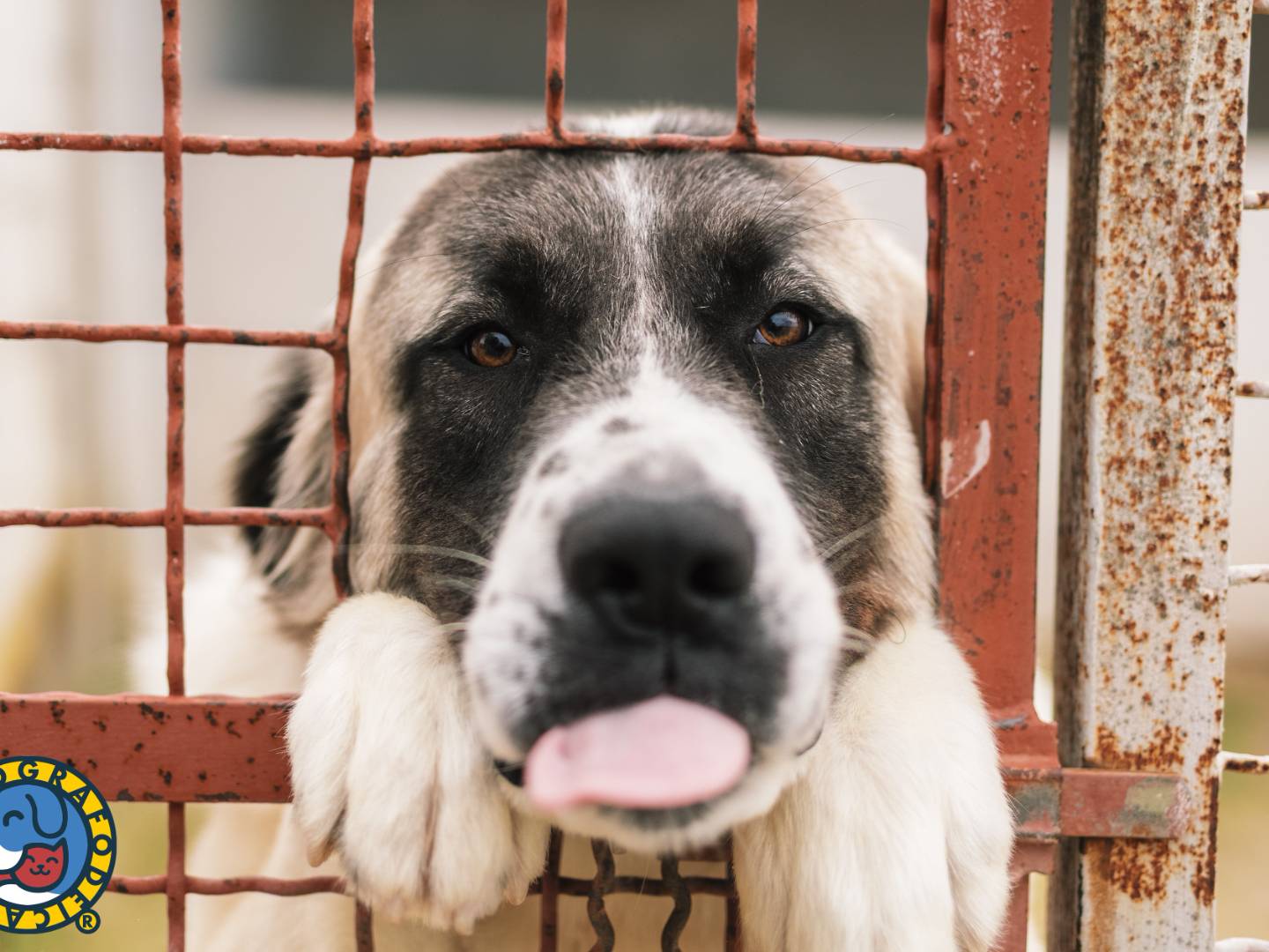 Adotta un cane, taglia gigante, maschio, Bari