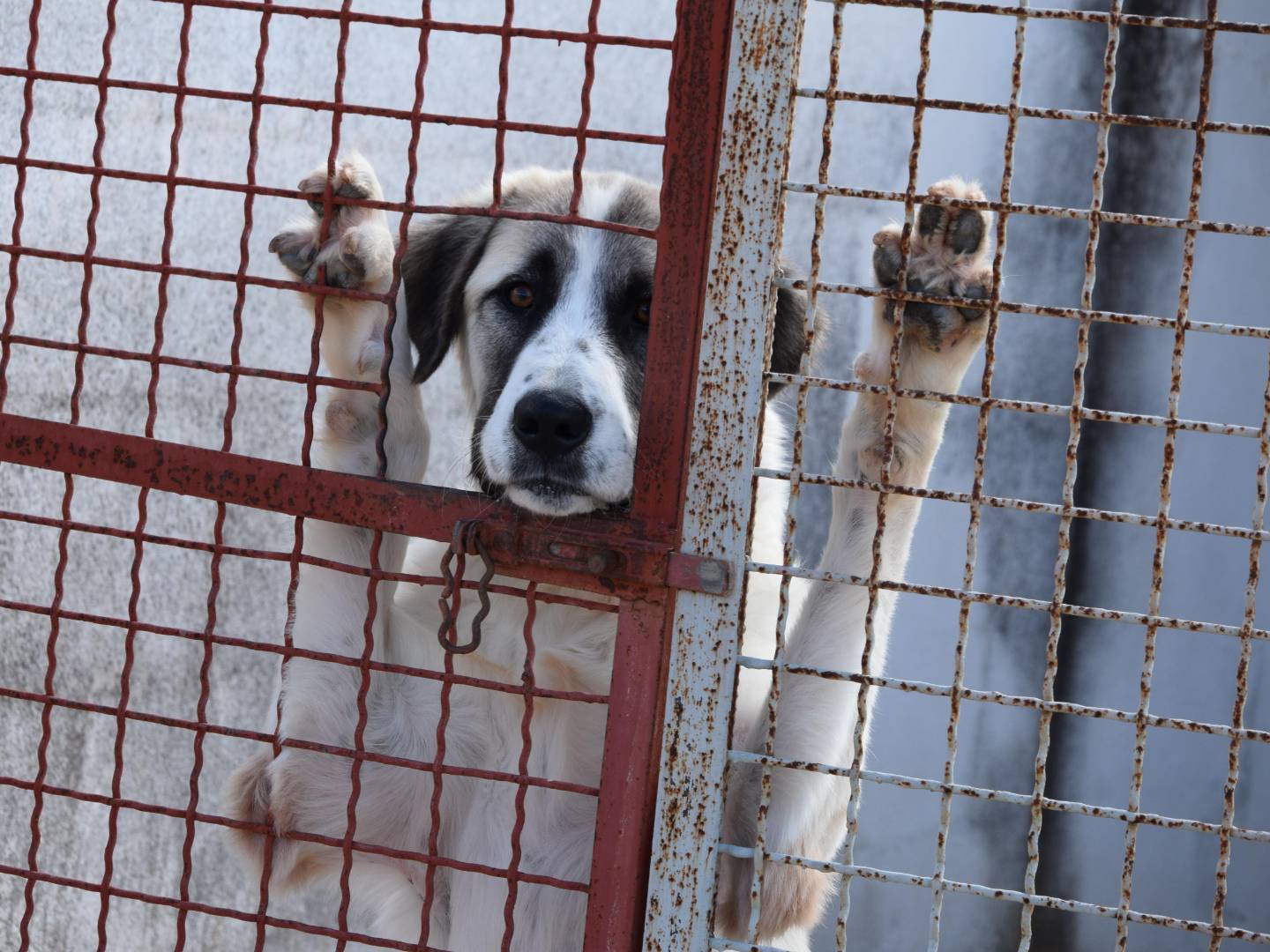 Adozione cane, maschio, Razza sconosciuta Razza sconosciuta, 1 anno e 2 mesi, taglia gigante, Bari