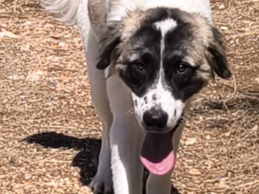 Adotta un cane, taglia gigante, maschio, Bari