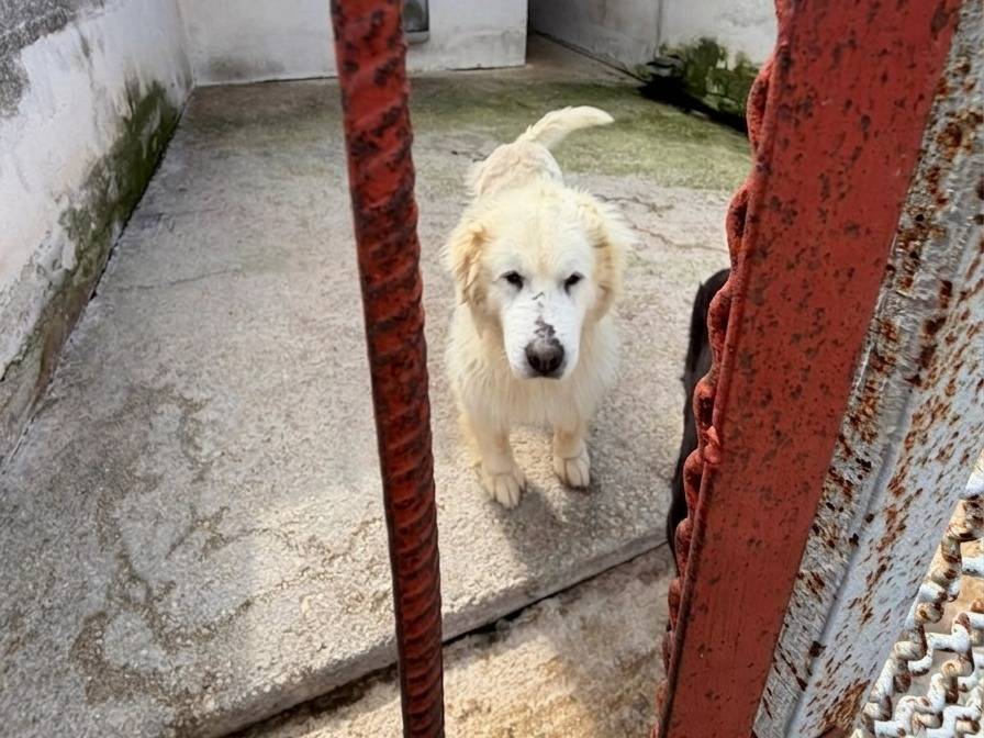 Vuoi adottare un cane a Bari?