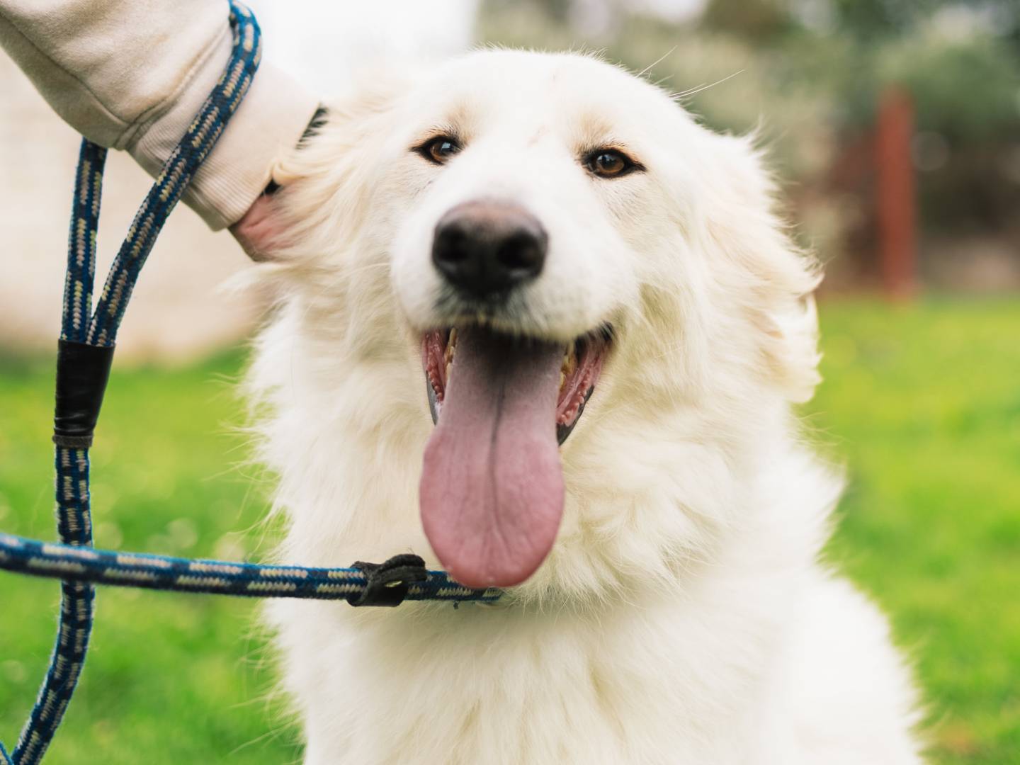 Adozione cane, maschio, Razza sconosciuta Razza sconosciuta, 2 anni, taglia grande, Bari