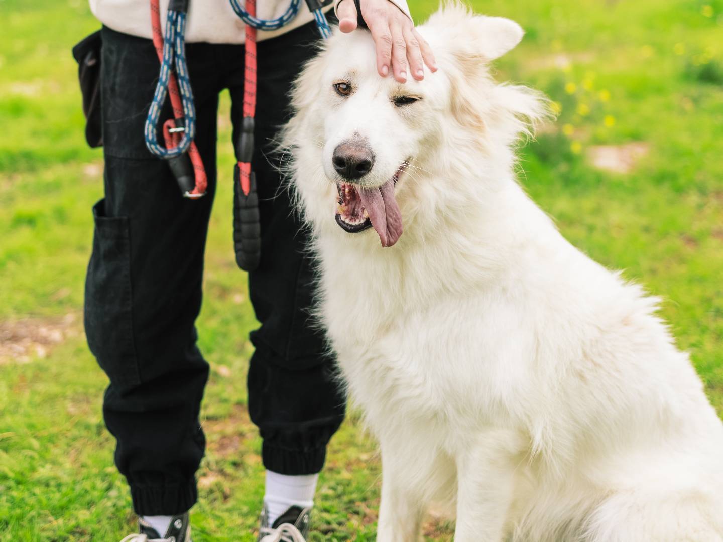 Adotta un cane, maschio, 2 anni, Bari