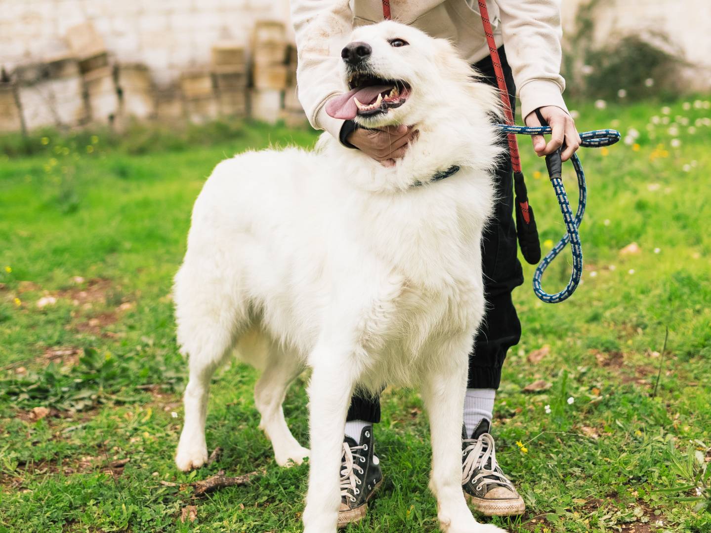 Adotta un cane, taglia grande, maschio, Bari