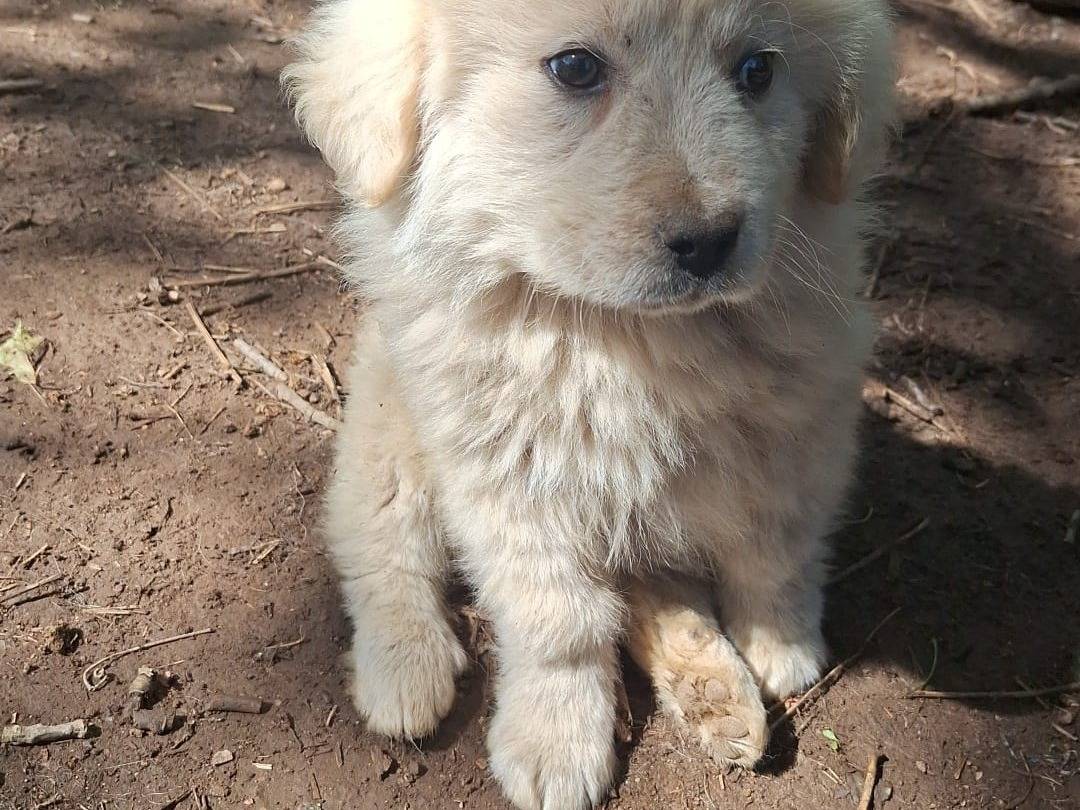 Adozione cane, maschio, Pastore maremmano Razza sconosciuta, 2 mesi, taglia grande, Catanzaro