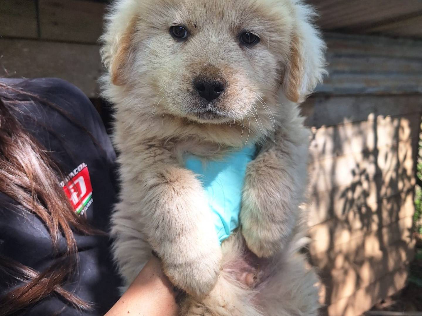 Adotta un cane, maschio, 2 mesi, Catanzaro