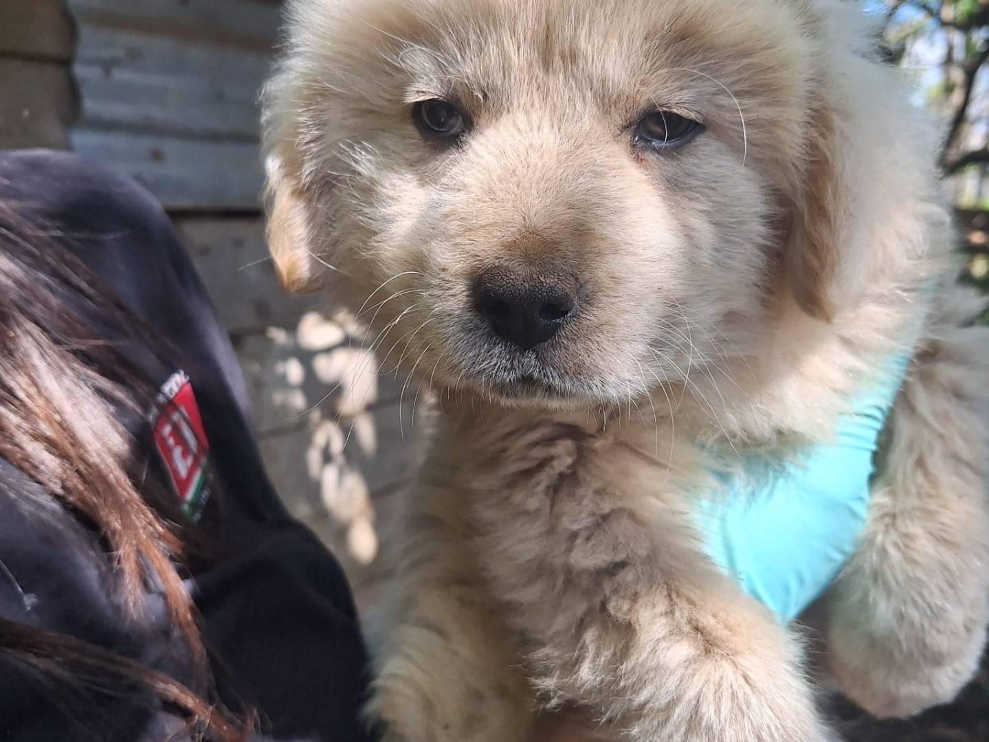 Adotta un cane, taglia grande, maschio, Catanzaro