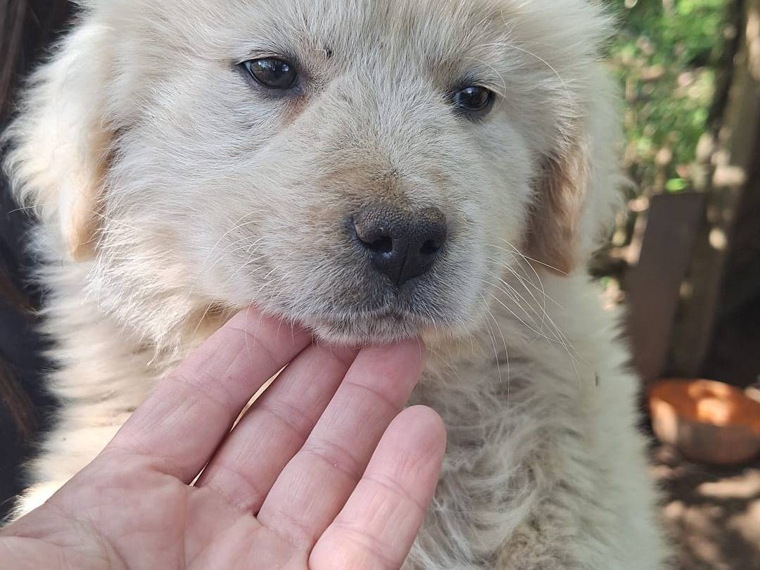 Vuoi adottare un cane a Catanzaro?