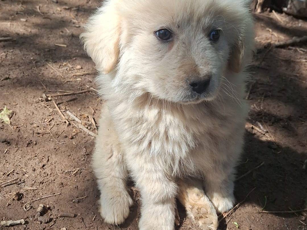 Adotta il cane EDEN a Catanzaro