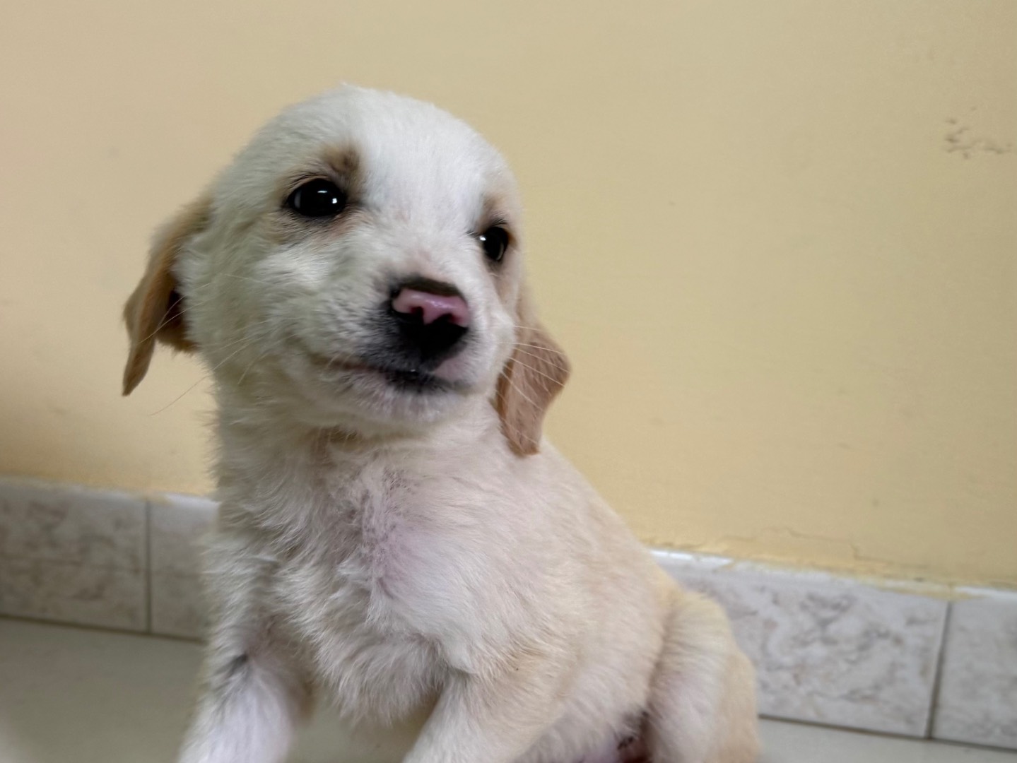 Adozione cane, maschio, Razza sconosciuta Razza sconosciuta, 3 mesi, taglia media contenuta, Matera