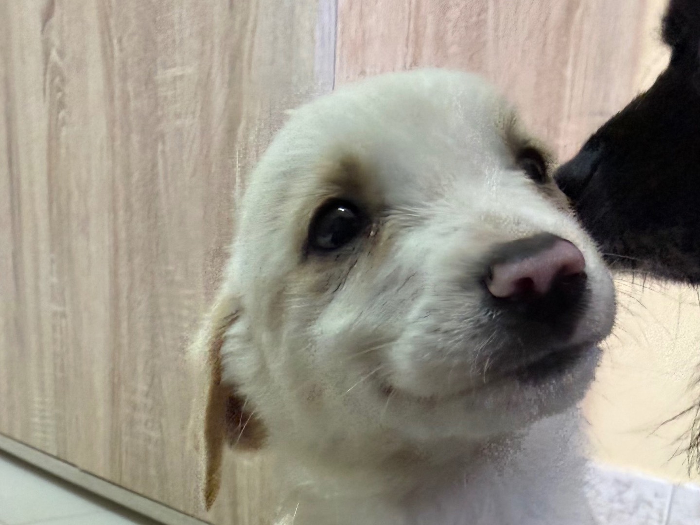 Adotta un cane, maschio, 3 mesi, Matera