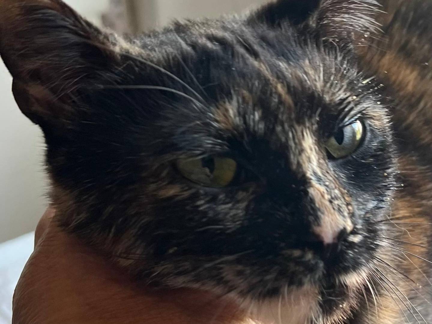 Adozione gatto, femmina, Razza sconosciuta Razza sconosciuta, 1 anno e 2 mesi, taglia non valida, Ravenna