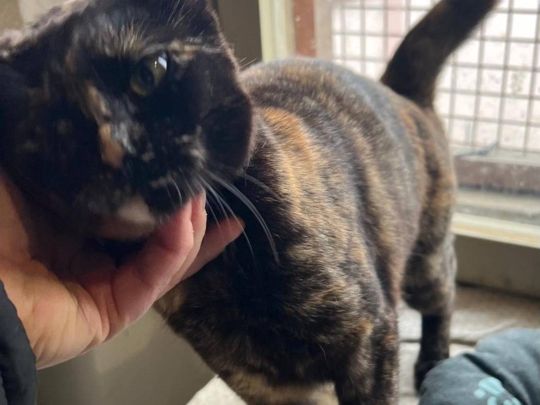 Adotta un gatto, femmina, 1 anno e 2 mesi, Ravenna