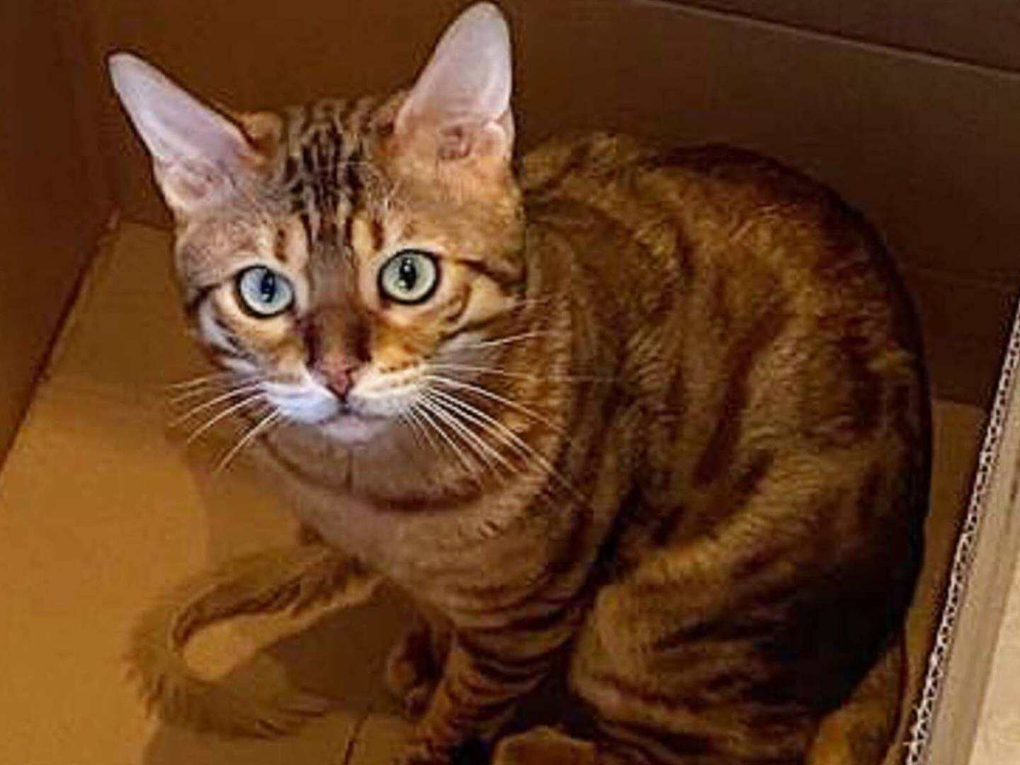 Adozione gatto, maschio, Razza sconosciuta Razza sconosciuta, 2 anni, taglia non valida, Torino