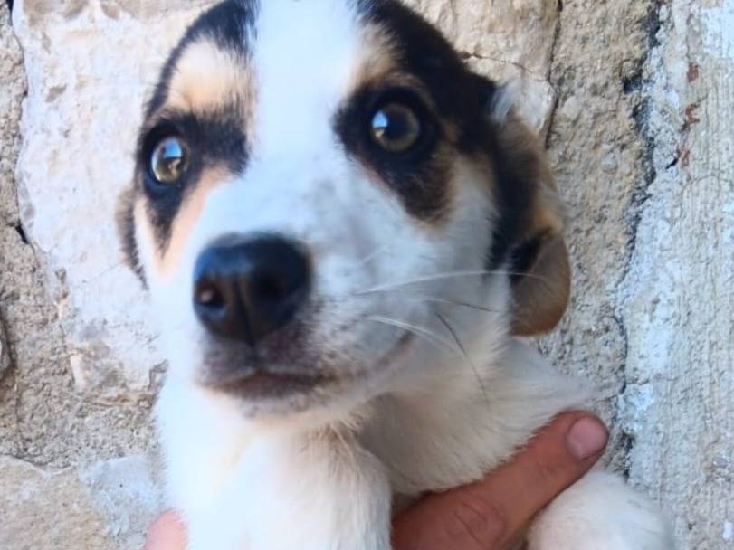 Adozione cane, femmina, Razza sconosciuta Razza sconosciuta, 3 mesi, taglia media contenuta, Latina