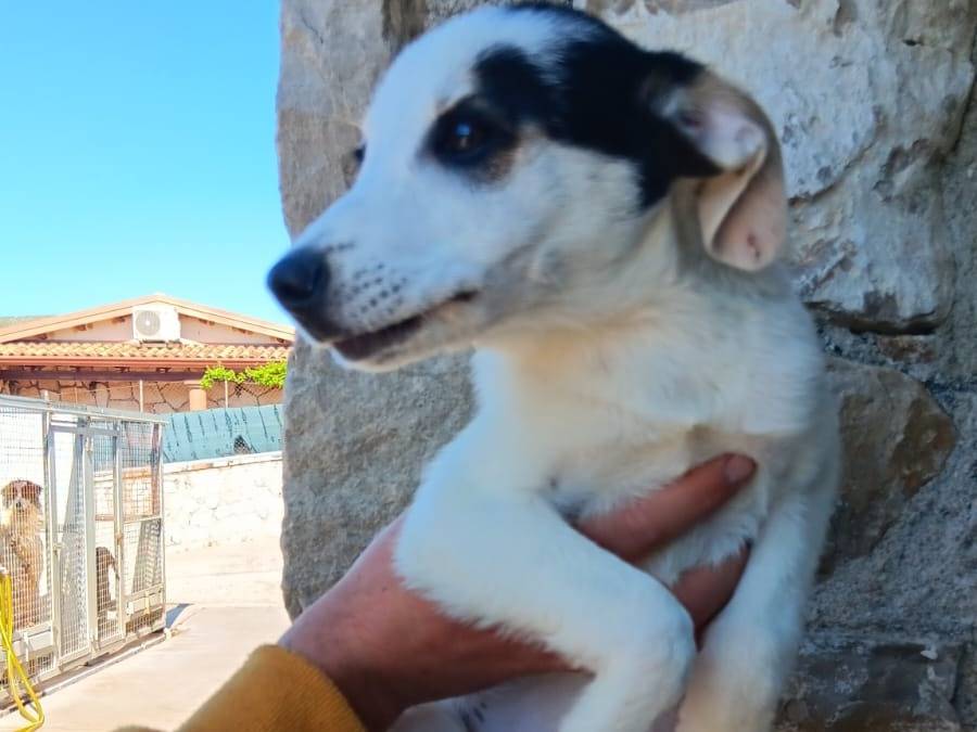 Adotta un cane, femmina, 3 mesi, Latina