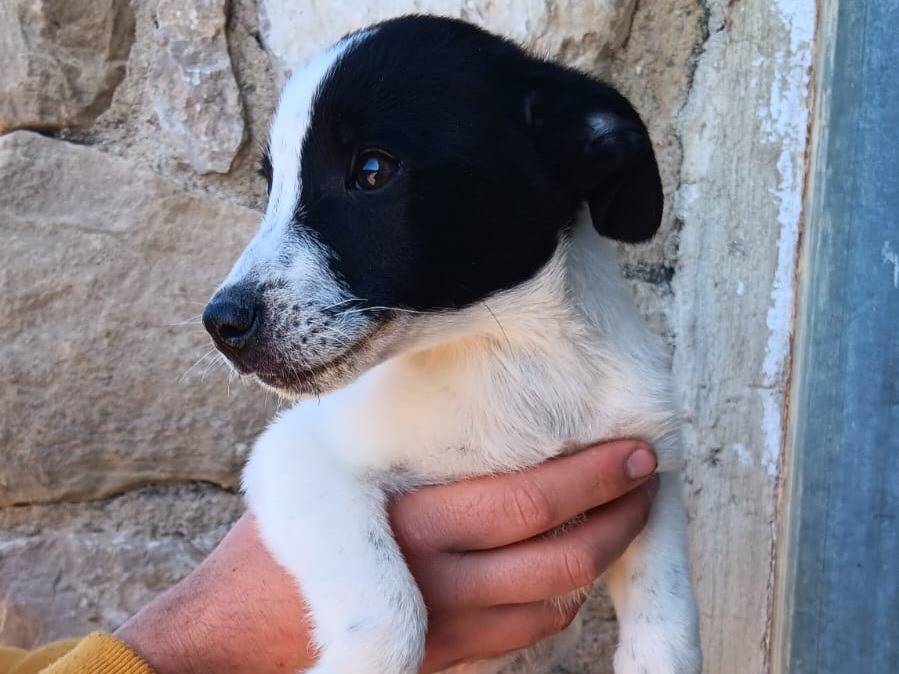 Adotta un cane, taglia media contenuta, femmina, Latina