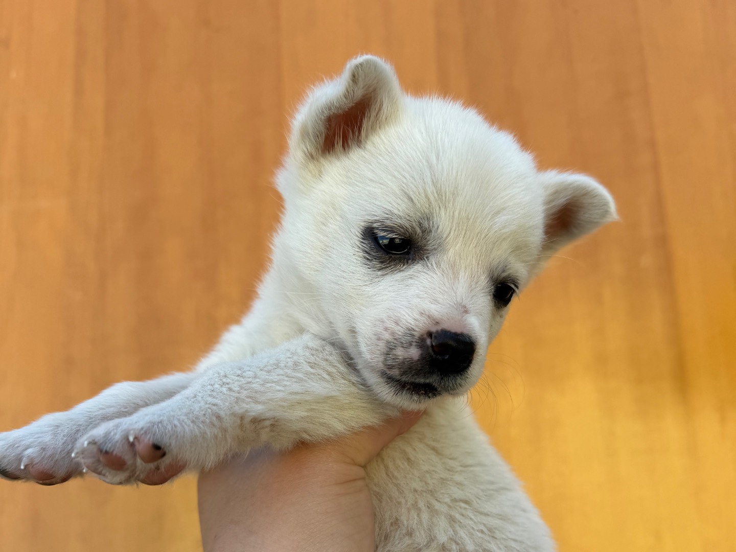 Adozione cane, maschio, Volpino di Pomerania Pinscher, 3 mesi, taglia piccola, Bari