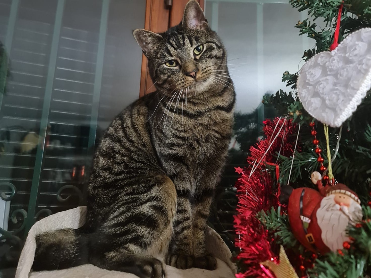 Adozione gatto, maschio, Razza sconosciuta Razza sconosciuta, 2 anni e 3 mesi, taglia non valida, Lecco