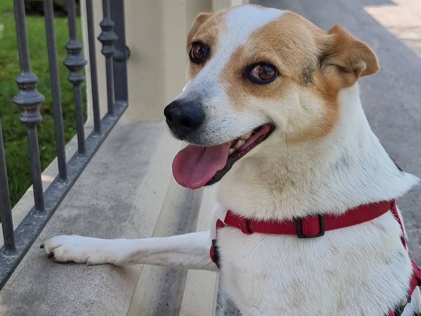 Adozione cane, maschio, Razza sconosciuta Razza sconosciuta, 8 anni e 1 mese, taglia media contenuta, Pavia