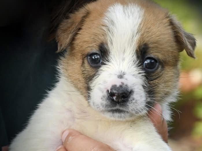 Adozione cane, femmina, Razza sconosciuta Pastore maremmano, 2 mesi, taglia grande, Brindisi