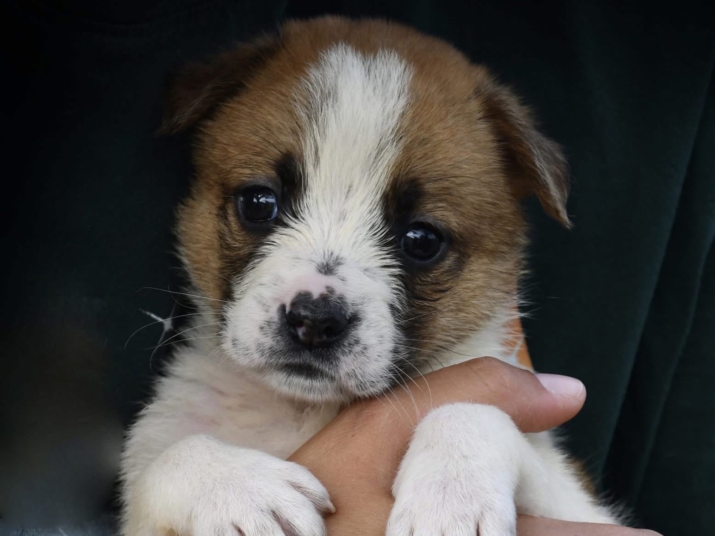 Adotta un cane, femmina, 2 mesi, Brindisi
