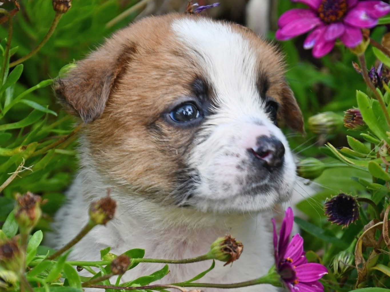 Adotta un cane, taglia grande, femmina, Brindisi