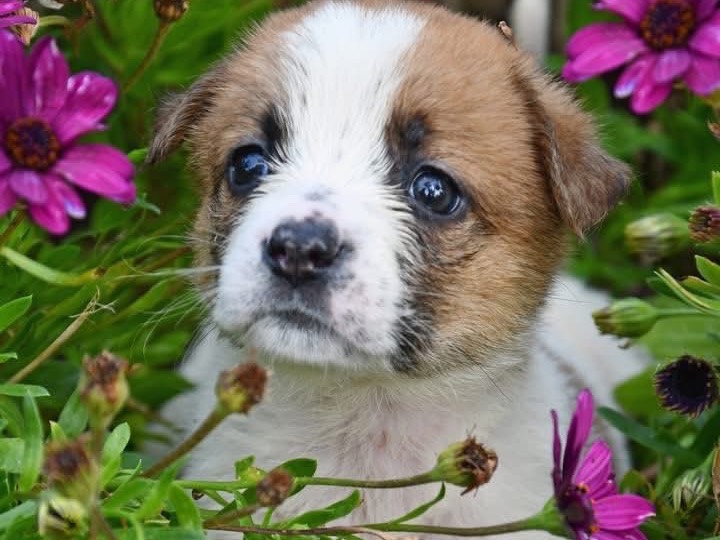 Vuoi adottare un cane a Brindisi?