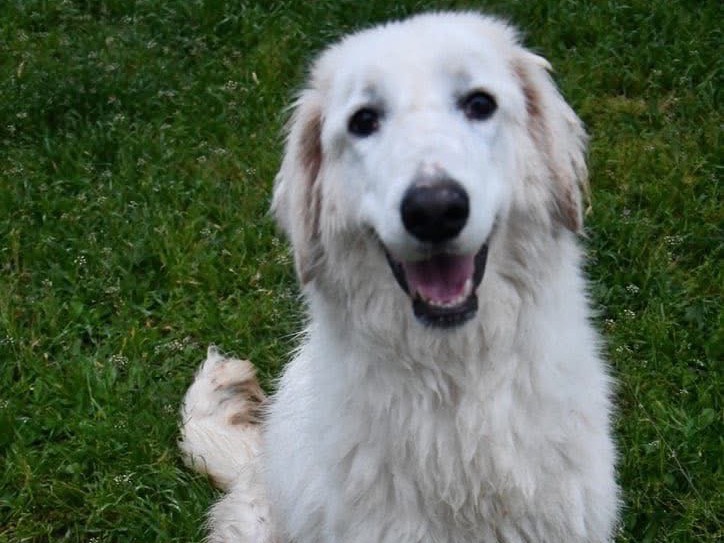 Adozione cane, femmina, Razza sconosciuta Pastore maremmano, 2 anni, taglia grande, Brindisi