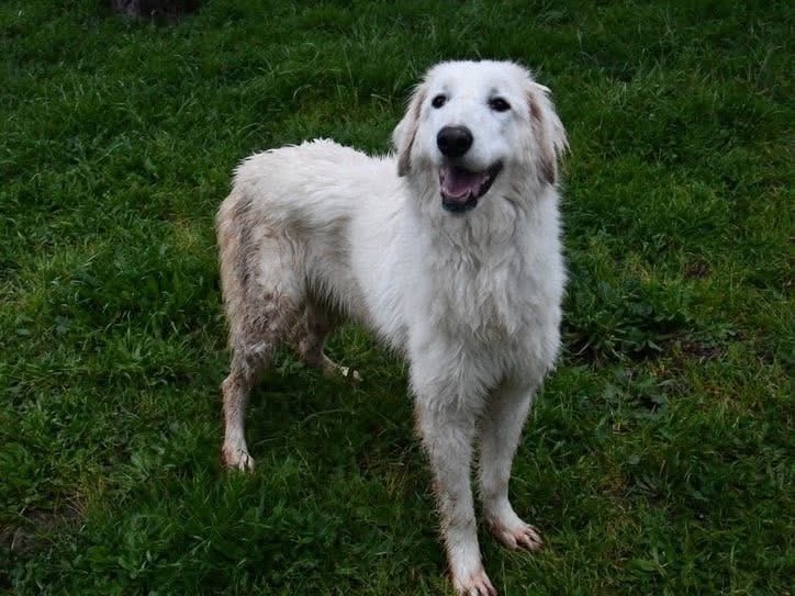 Adotta un cane, taglia grande, femmina, Brindisi