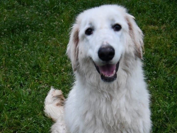 Vuoi adottare un cane a Brindisi?